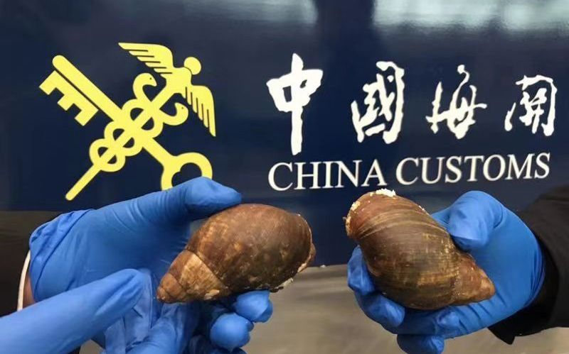 广州海关在空港口岸截获入侵物种“田园杀手”非洲大蜗牛